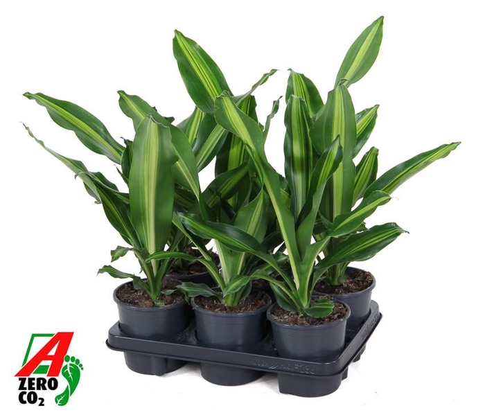 <h4>Dracaena Burley kopstek P13</h4>