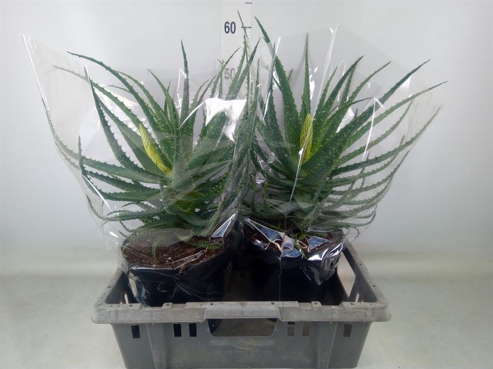 <h4>Aloe arborescens</h4>