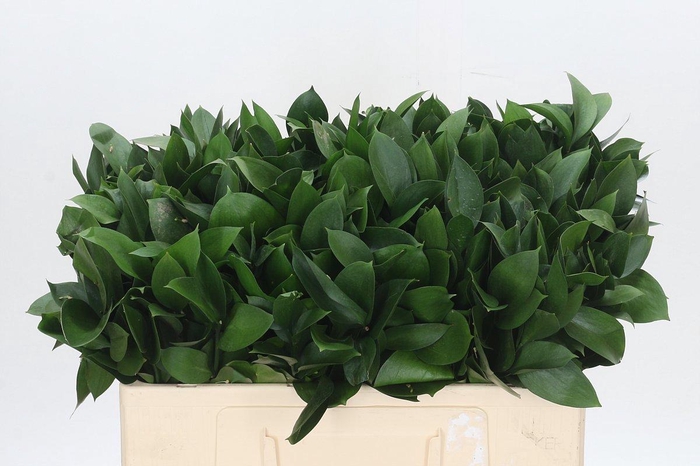 <h4>RUSCUS HYPOPHYLLUM</h4>