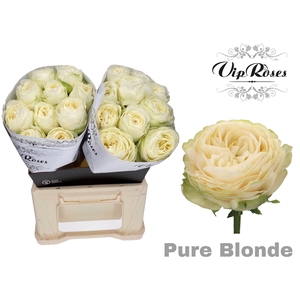 R GR PURE BLONDE