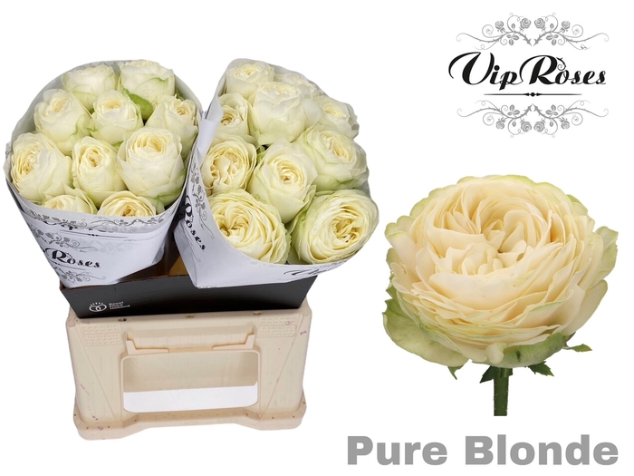 R GR PURE BLONDE