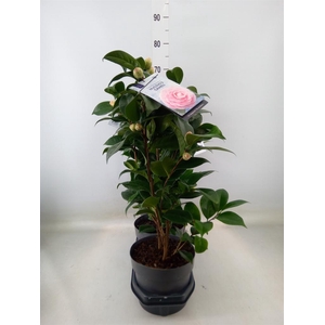 Camellia japonica 'Miss Lyla'