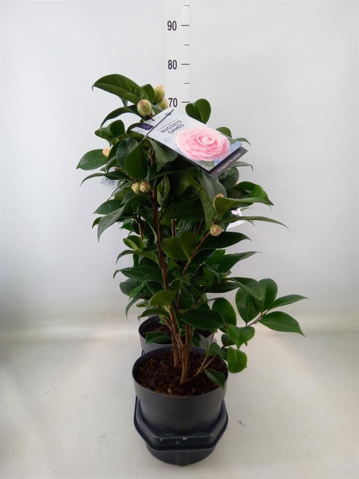 <h4>Camellia japonica 'Miss Lyla'</h4>