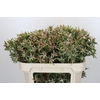 Leucadendron Ayoba Star Pearl