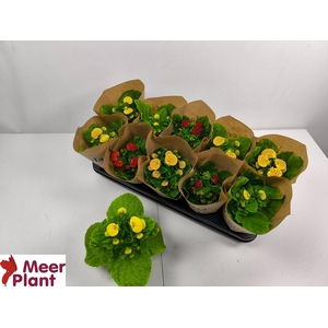 CALC X HERBEOHYBRIDA