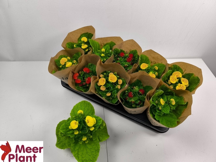 <h4>CALC X HERBEOHYBRIDA</h4>