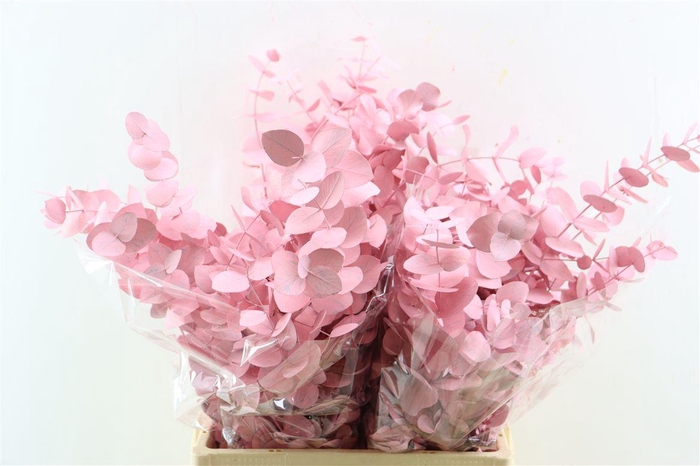 <h4>Euca Cinerea Light Pink P Bunch</h4>