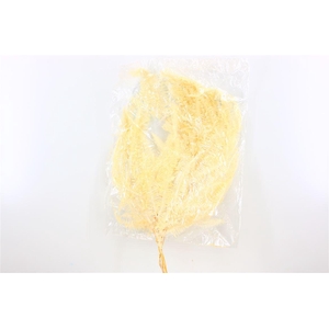 Pres Helecho Seagul 10pc Bleached Bunch