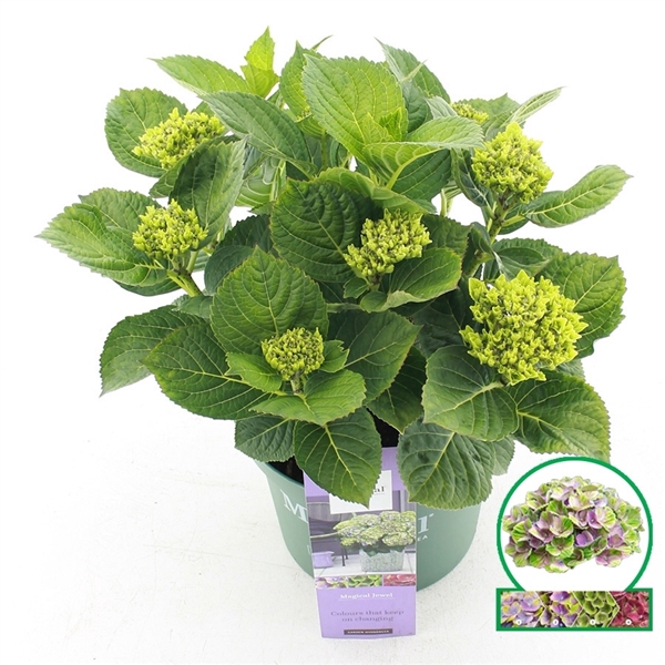 <h4>Hydrangea macr. Magical® 'Jewel'® Blauw C5 (23cm.) Kn.</h4>
