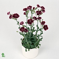 Dianthus 'Sunflor Extase'