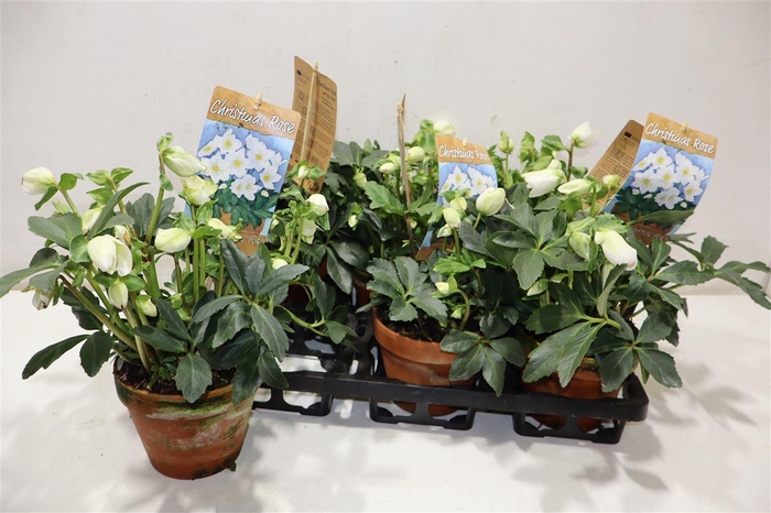 <h4>Hell Ni Hgc Jasper</h4>