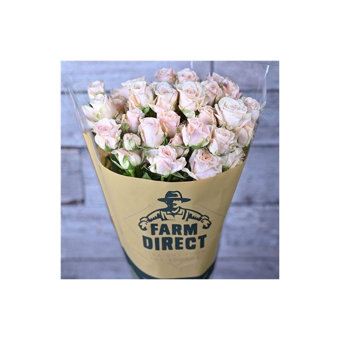 <h4>R Tr Good Mood</h4>