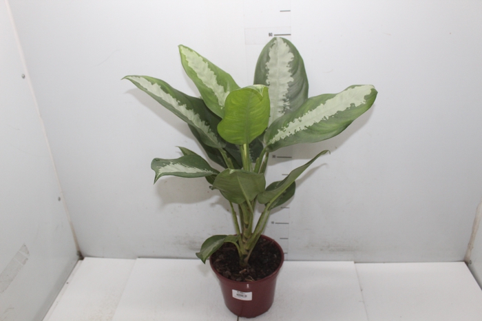 <h4>AGLAONEMA PATAYA P17</h4>