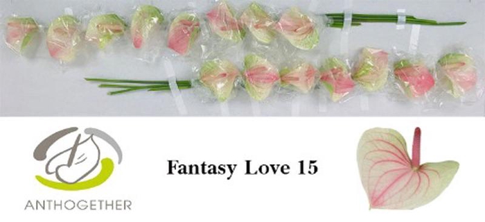 <h4>Anth A Fantasia Love 7 cm X15 Evanty</h4>