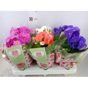 Primula obcon. 'Touch Me'   ...mix