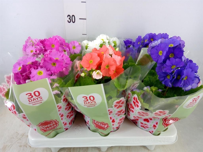 <h4>Primula obcon. 'Touch Me' ...mix</h4>