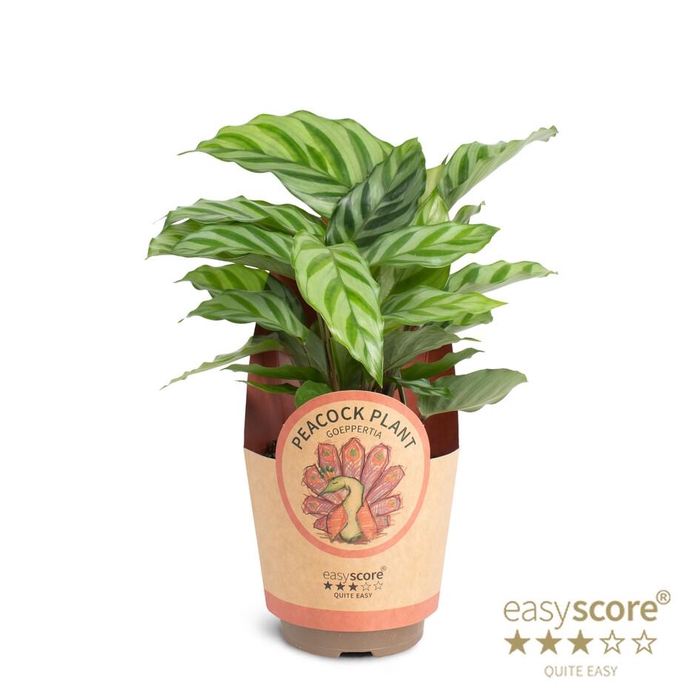 <h4>CALATHEA SPECIES</h4>