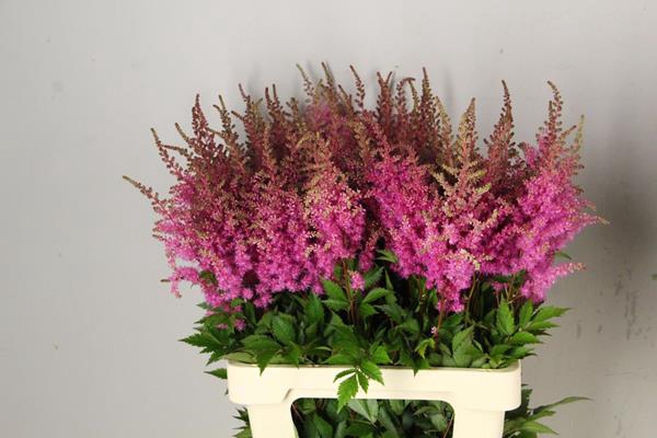 Astilbe Ar Gloria