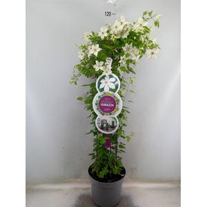Clematis   ...
