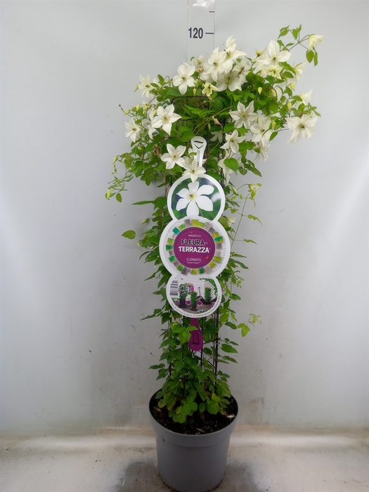 <h4>Clematis   ...</h4>