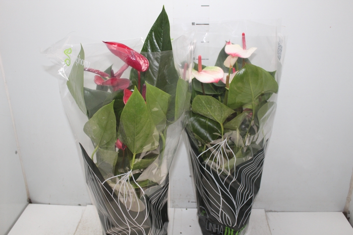 <h4>ANTHURIUM VARIADO P17 PREMIUM</h4>