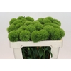 Dianthus Br Kiwi Mellow