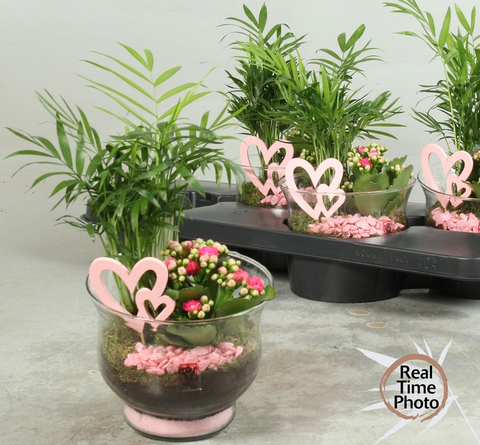 <h4>ARR KAMERPL</h4>