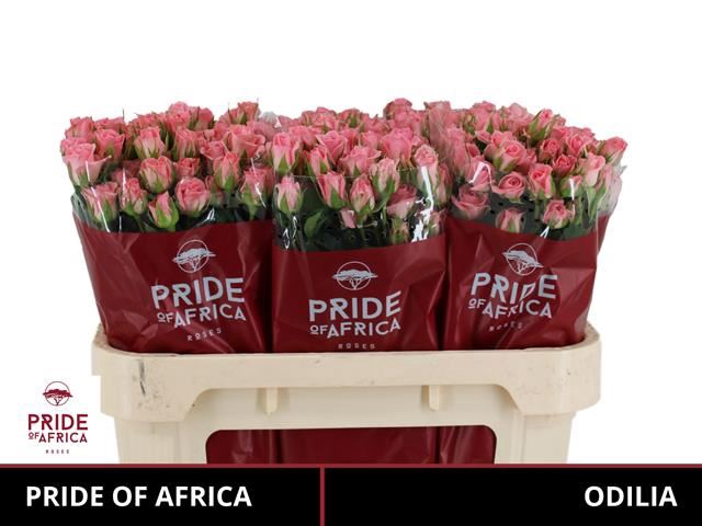 <h4>ROSA TR 'ODILIA'</h4>