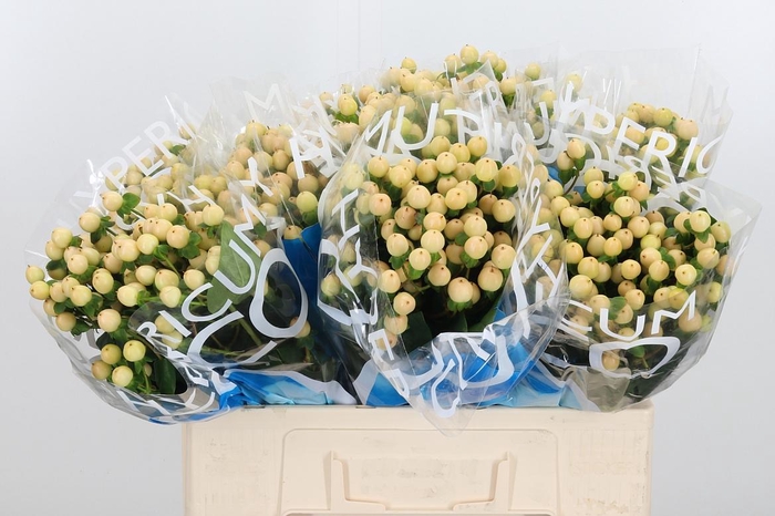 <h4>Hyp Coco Gelato</h4>