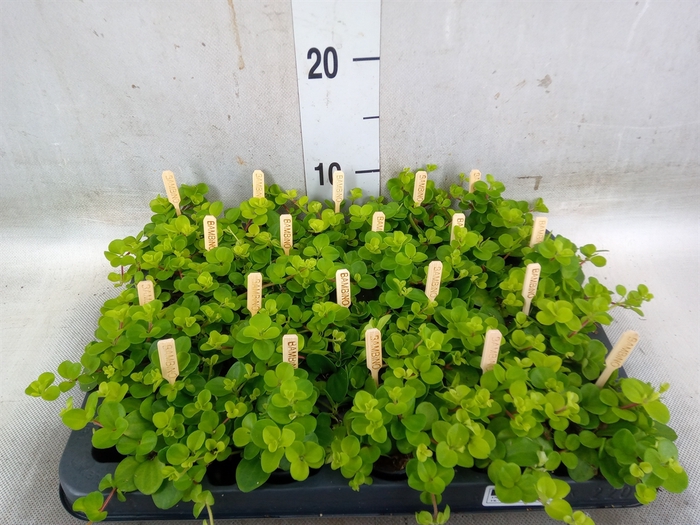 <h4>Peperomia rotundifolia</h4>