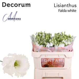 Lisianthus Falda white 70cm