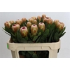 Protea Grandicolor