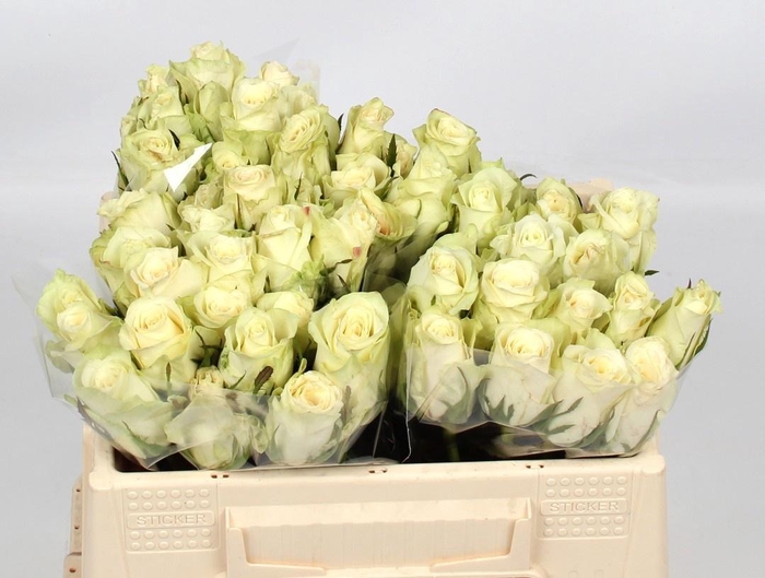 <h4>R GR ATHENA</h4>