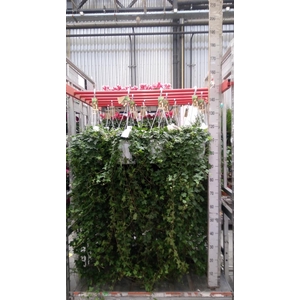 Hedera helix 'Pittsburgh'