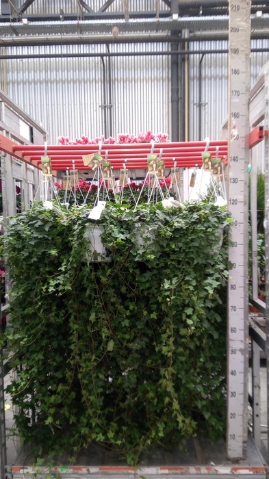 <h4>Hedera helix 'Pittsburgh'</h4>
