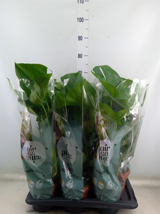 <h4>Monstera delic.</h4>