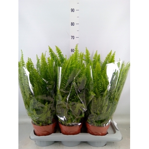 Nephrolepis exal. 'Green Lady'