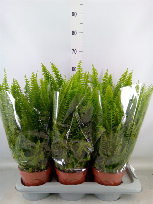 <h4>Nephrolepis exal. 'Green Lady'</h4>