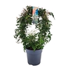 Jasminum Polyanthum boog JAS12BOOG200