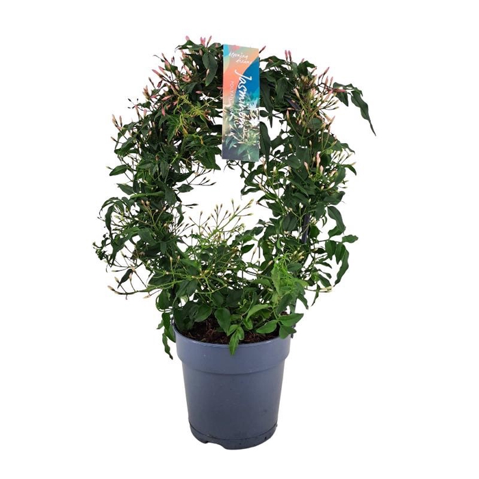 <h4>Jasminum Polyanthum boog JAS12BOOG200</h4>