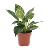Philodendron Birkin