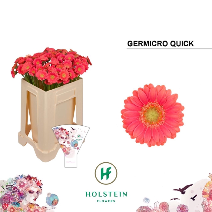 <h4>GE NA GERMICRO QUICK</h4>