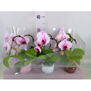 Phalaenopsis   ...rose
