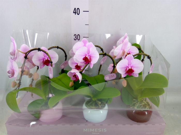 <h4>Phalaenopsis   ...rose</h4>