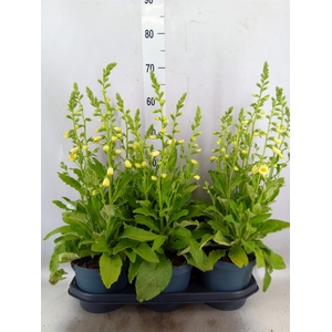 Digitalis purp. 'Hanabee White'