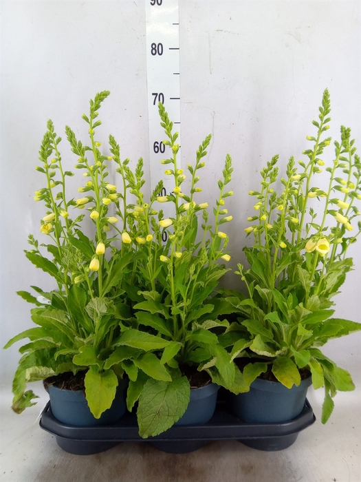 <h4>Digitalis purp. 'Hanabee White'</h4>