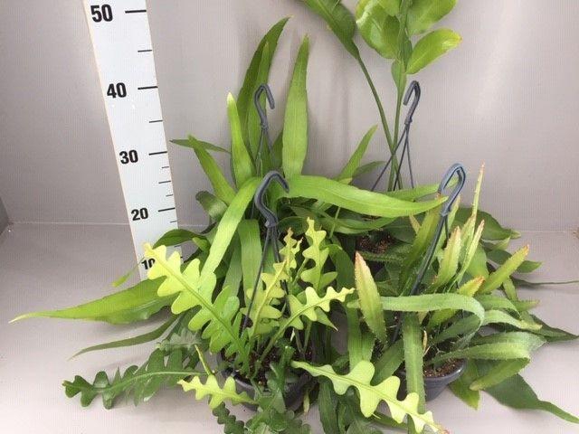 <h4>Epiphyllum mix</h4>