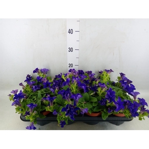 Petunia  'Famous Blue'