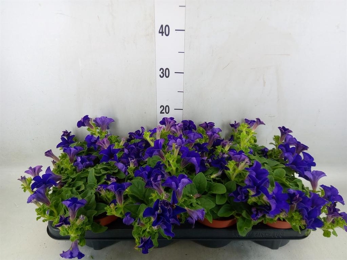 <h4>Petunia  'Famous Blue'</h4>