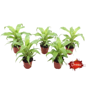 Vriesea Ospinae Forest